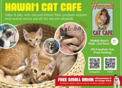 Hawaii Cat Cafe