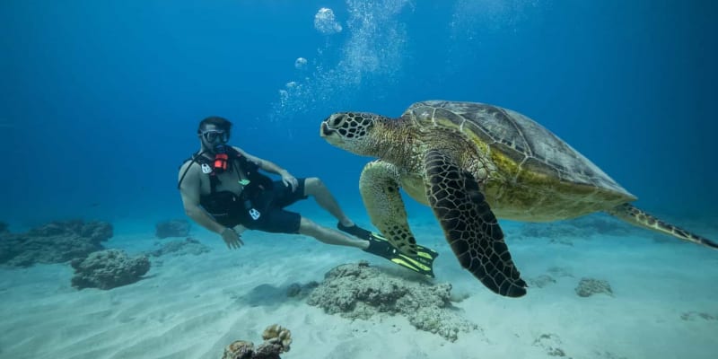 Surfing and Scuba Diving with Dive Oahu