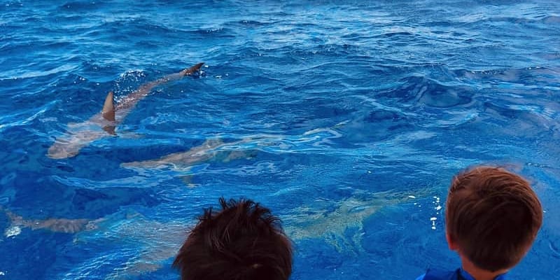 Looking For an Oahu Tour? We’ve got you covered!